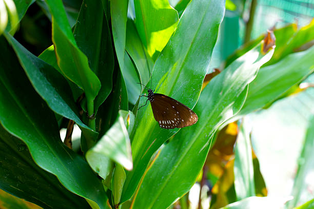 istock A beautiful butterfly in the garden 2208195021