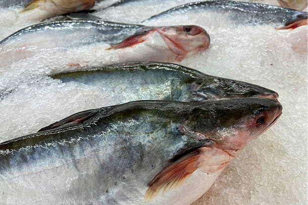istock Fresh fish for sale on ice in a supermarket. 2208196132