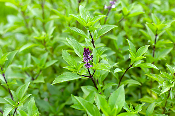 istock Thai sweet basil herb plant 2208196314