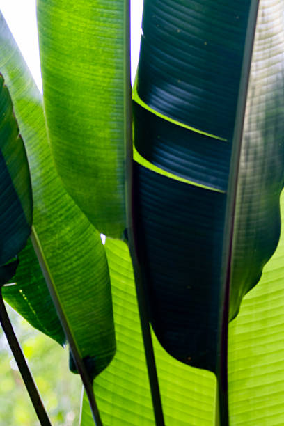 A close-up of overlapping tropical green leaves showcasing visible veins and intricate textures. Perfect for eco-themed designs, natural beauty concepts, or botanical decor.
