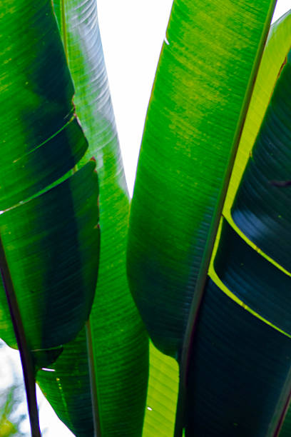A close-up of vibrant tropical green leaves displaying bold veins and rich textures. Perfect for eco-friendly designs, botanical themes, or natural decor concepts.