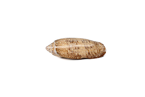istock Shiny brown striped sea shell with natural texture isolated on white background 2208203894