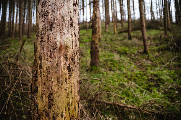 A detailed close-up of a textured tree trunk in a forest filled with tall, straight trees. The rough, peeling bark in the foreground contrasts with the soft green undergrowth and the vertical lines of the trees in the background, creating a sense of depth and natural tranquility.