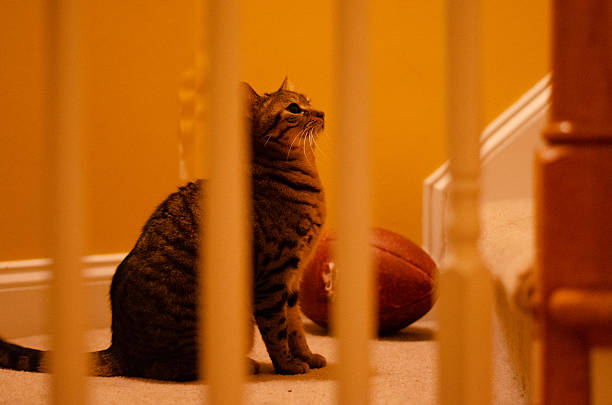 A focused shot of a cat sitting in a home, ears perked and eyes fixed on the stairs, clearly listening for the sound of someone coming down. The image captures the cat’s keen awareness and natural curiosity in a familiar, peaceful domestic setting.