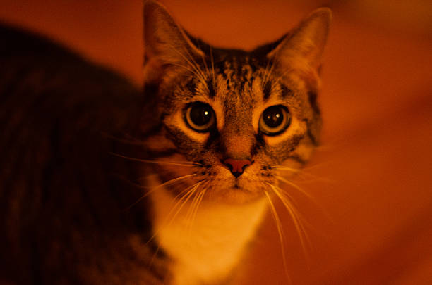 peeping cat