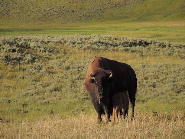 istock Mother and Calf 2208206915