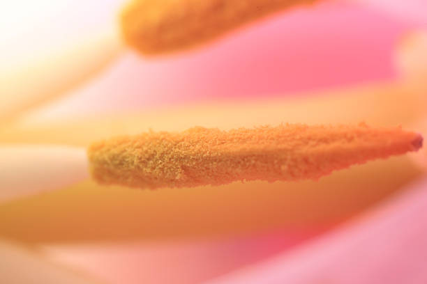 Macro photo of beautiful flower as background