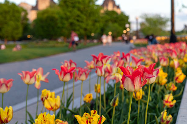 istock Tulips in the park in spring. Flowers outdoors in springtime. 2208220578