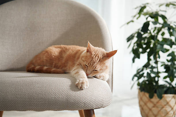 istock Ginger cat sleeping on beige chair indoors 2208220785