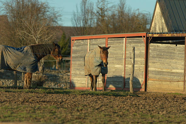 istock Two Horses in Blankets Near a Barn with a Distant Background 2208221282