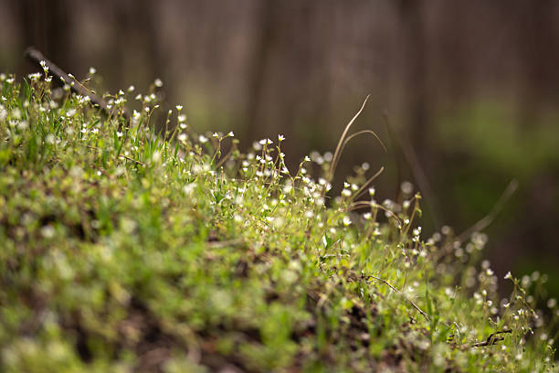 Delicate white wildflowers blooming in spring