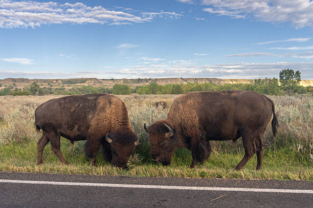 istock Two Bison on Side of Road 2208222733