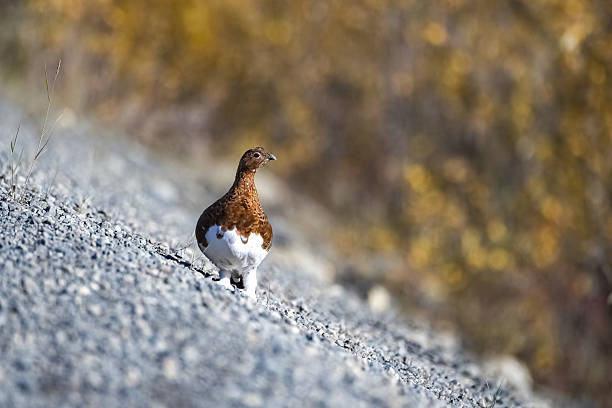 istock Willow Ptarmigan, bird in Canada 2208222781