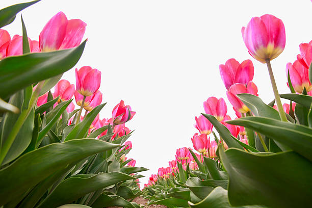 Tulip flower