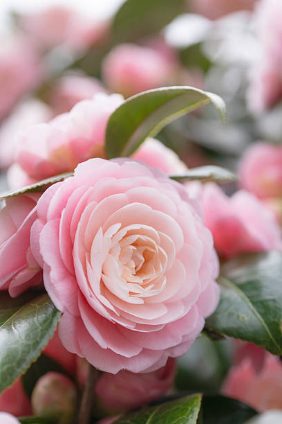 istock Pink camellia flower background material 2208224189