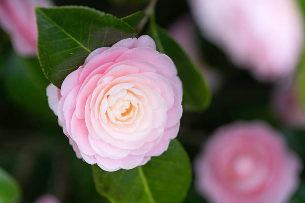 istock Pink camellia flower background material 2208224192