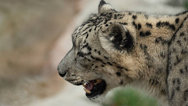 istock Snow Leopard – Focused Gaze into the Distance 2208224781