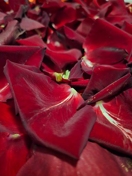 rose petals, petals crumbled, roses