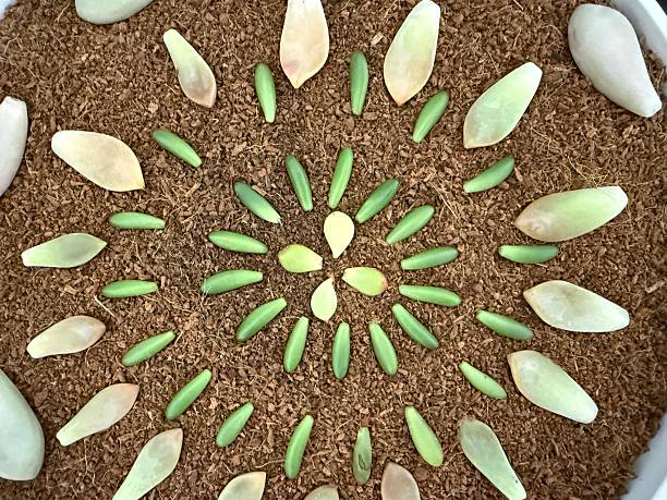 istock Many succulent leaves designed  to catch the eye as they propagate 2208228048