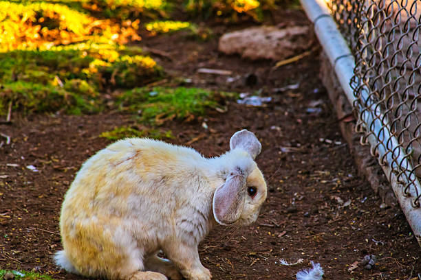 A little rabbit with white and brown fur, animal portrait photo.