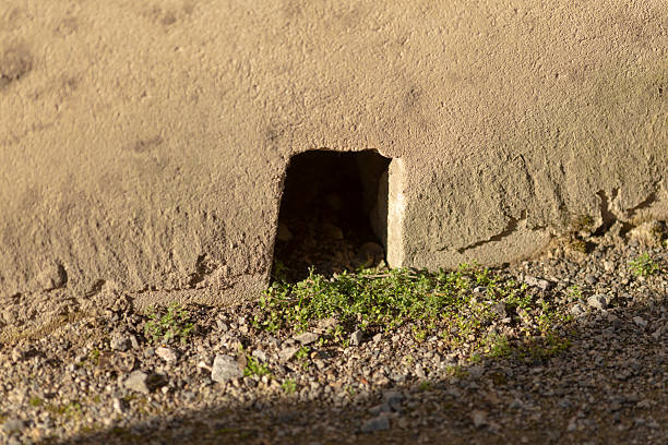 A little mouse is coming out of his hiding place. Carefully watching on surveillance to see if it is safe to go.