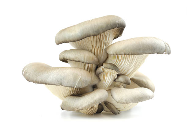 istock oyster mushroom isolated on white background 2208230794