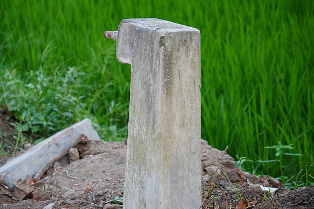A water tap is fixed with a concrete pillar beside the paddy field