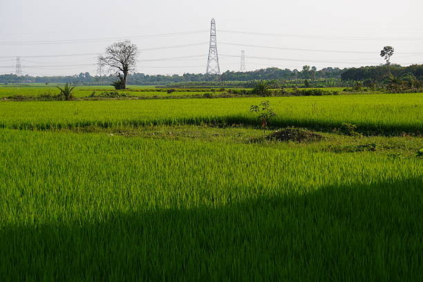 istock A vibrant green paddy field under a clear sky, likely located in a rural area, several electrical pylons are visible in the background 2208230919