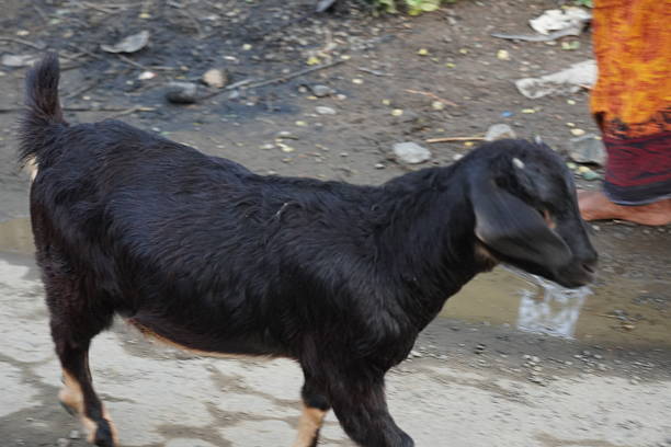 A black goat is walking on the asphalt road