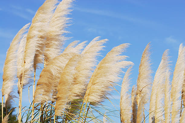 istock reed in the wind under sunlight in the garden 2208231288