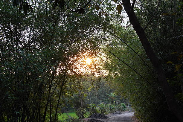 istock A path goes through the bamboo forest and the sun is brightening through the leaves 2208231395