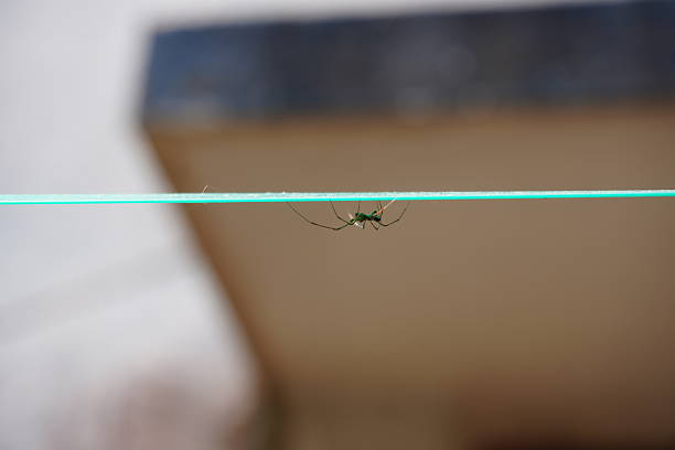 Green Lynx Spider or Peucetia viridans hanging upside down from a thin green rope