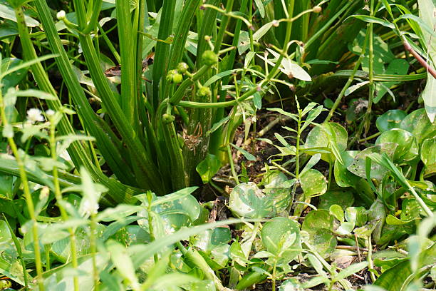 istock A diving bell spider has made a web in the bush 2208233090