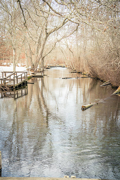 istock Wild Ducks and Canada Goose in the Nature 2208233407