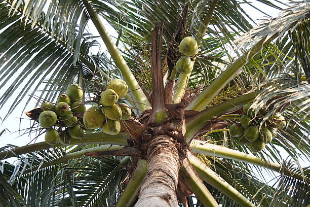 istock The coconut tree is full with coconuts, top-angle view of the tree 2208234597