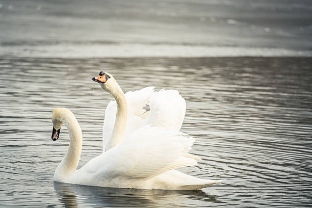 istock Swan in the Nature 2208235046