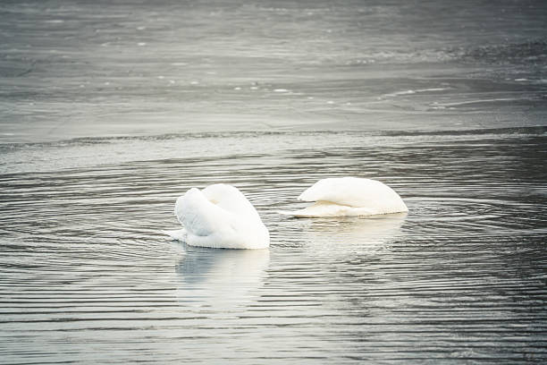Swan in the Nature