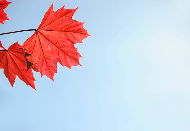 close up on red Norway maple leaves in spring