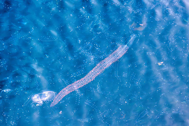 Mediterranean salt water sea ocean plankton