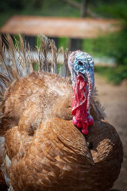 istock Close-Up of a Turkey in a Natural Setting 2208236226