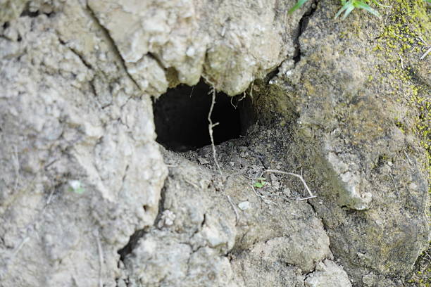 istock A hole in the ground, likely an animal burrow 2208236303