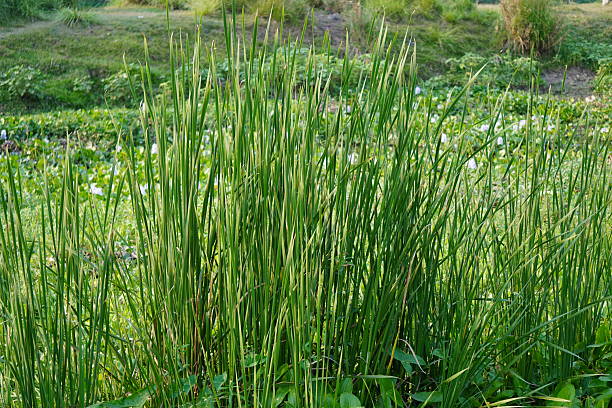 istock Shichito matgrass has grown beside the river bank 2208236439
