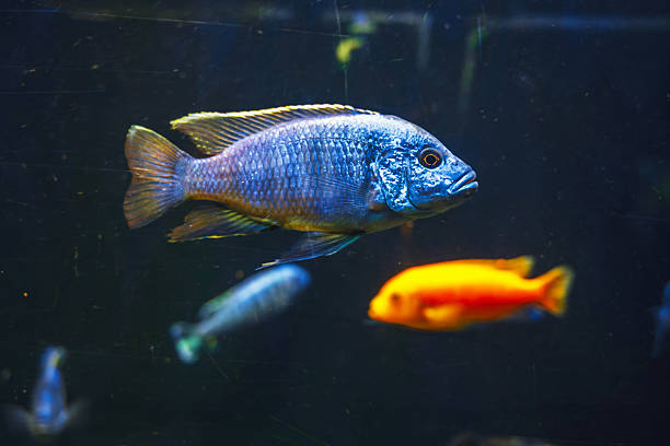 colorful fish swimming in a large aquarium.