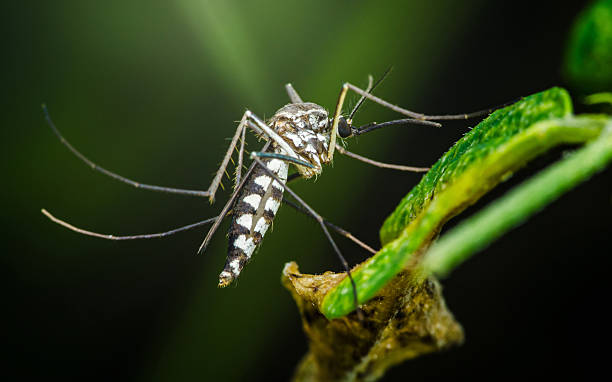 istock Asian tiger mosquito resting on green leaf close-up 2208236987