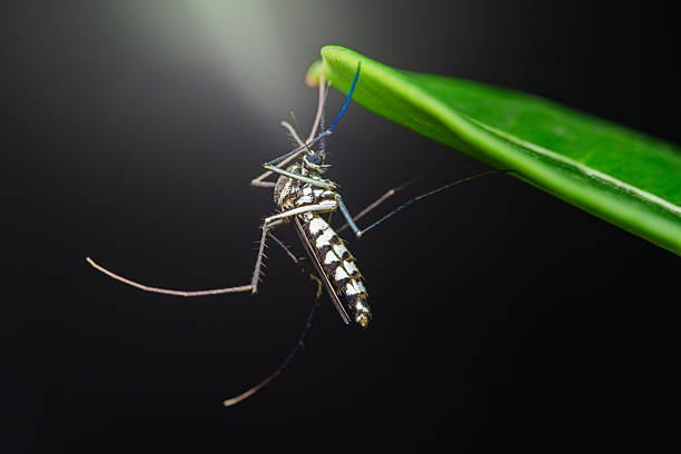 istock Asian tiger mosquito resting on a green leaf: aedes albopictus close-up 2208237009