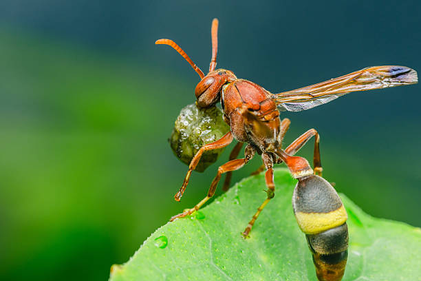 istock Red wasp carrying prey on green leaf in nature 2208237052