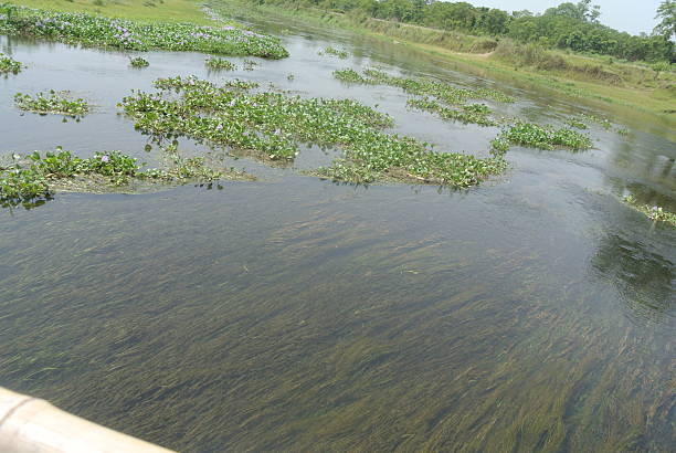 The water surface is dark and clear in places, revealing submerged aquatic vegetation and grassy, brownish swirls beneath. Numerous floating patches of green water plants spread across the water, forming irregular clusters and small mat-like islands. In the distance, a grassy shore lines the edge of the water with light green vegetation and small trees.