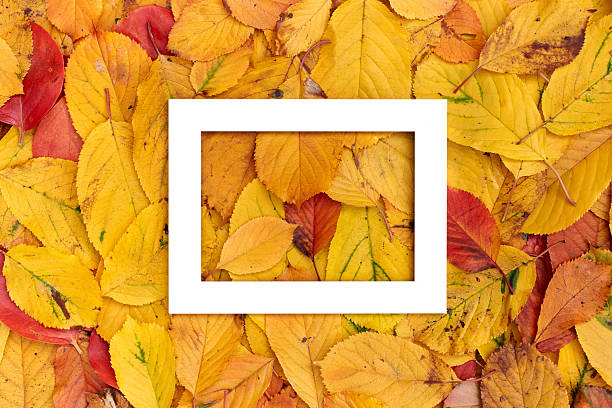 istock Horizontal thick white hollow frame lies in the middle on yellow leaves 2208237330