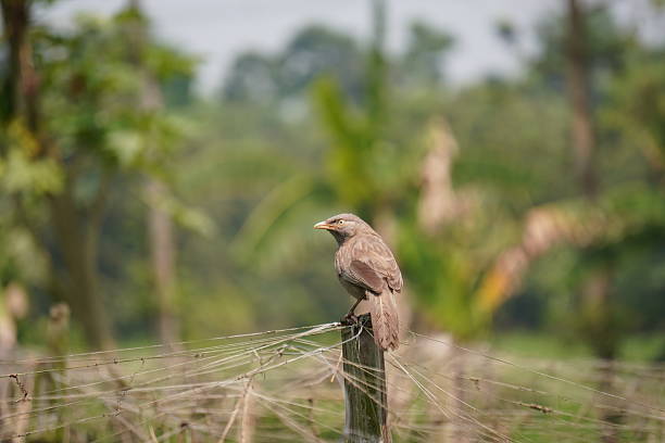 istock Jungle babbler bird is perched on a stick in close up with a blurry background 2208237422