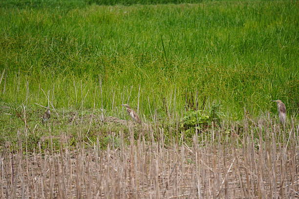istock Indian pond herons are resting on the field 2208237501